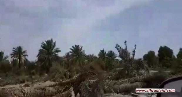 السلطات السعودية تقتلع أشجار النخيل في الرامس بعد سلب أراضيها