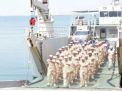 إنطلاق مناورات عسكرية سعودية بحرينية في مياه الخليج