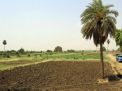 السودان تقدم أراضٍ مجانية للسعودية