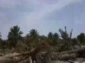 السلطات السعودية تقتلع أشجار النخيل في الرامس بعد سلب أراضيها