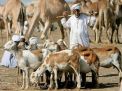 غضب سوداني من قرار سعوي بحظر استيراد الماشية