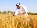 السعودية تعلن شراء 495 ألف طن من القمح